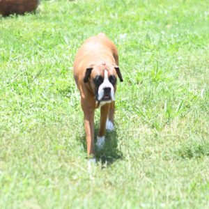 Pet Photography