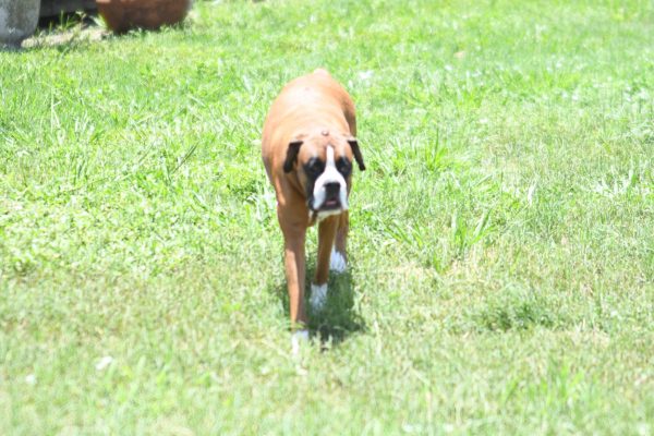 Pet Photography